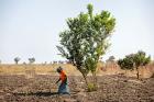 Kuda Mariam tends to her newly-planted garlic crop, north of Maroua. Photo: UN Women/Ryan Brown